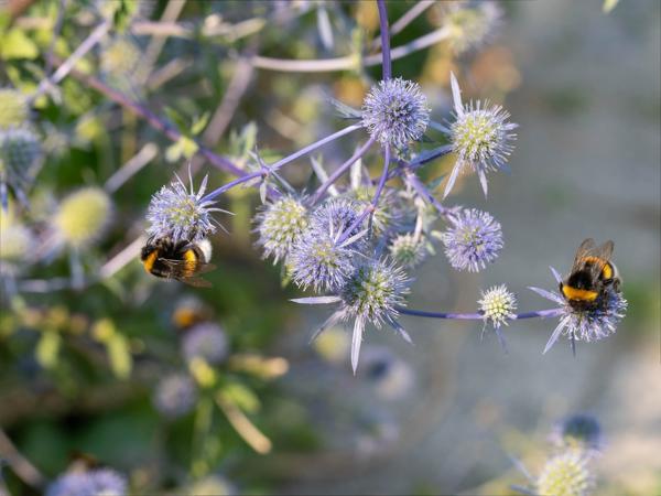 Vlakbladige kruisdistel (Eryngium planum)